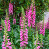 Pink Foxglove Plant 2-4 Inch Tall, 3 Inch Pot