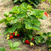 Set 2 Ever Strawberry Plants 4-6 Inch Tall, 3 Inch Pot