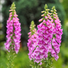 Pink Foxglove Plant 2-4 Inch Tall, 3 Inch Pot