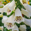 White Foxglove Plant 2-4 Inch Tall, 3 Inch Pot