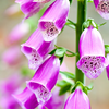 Purple Foxglove Plant 2-4 Inch Tall, 3 Inch Pot