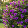 Purple Tibouchina Plant 4-7 Inch Tall, 4 Inch Pot