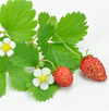 Set 2 Wild Strawberry Plants 4-6 Inch Tall, 3 Inch Pot