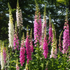 Purple Foxglove Plant 2-4 Inch Tall, 3 Inch Pot