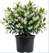 Confederate Star Jasmine Plant Fragrant White Jasmine 4-6 Inch Tall