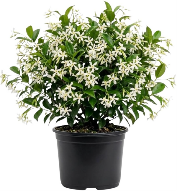 Confederate Star Jasmine Plant Fragrant White Jasmine 4-6 Inch Tall