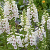 White Foxglove Plant 2-4 Inch Tall, 3 Inch Pot
