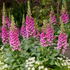 Pink Foxglove Plant 2-4 Inch Tall, 3 Inch Pot