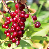 Red Chokecherry Plant 4-8 Inch Tall, 5 Inch Pot