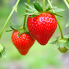 Set 2 Ever Strawberry Plants 4-6 Inch Tall, 3 Inch Pot