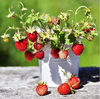 Set 2 Wild Strawberry Plants 4-6 Inch Tall, 3 Inch Pot