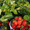 Set 2 Ever Strawberry Plants 4-6 Inch Tall, 3 Inch Pot