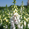 White Foxglove Plant 2-4 Inch Tall, 3 Inch Pot