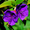 Purple Tibouchina Plant 4-7 Inch Tall, 4 Inch Pot