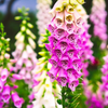 Pink Foxglove Plant 2-4 Inch Tall, 3 Inch Pot