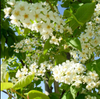 Red Chokecherry Plant 4-8 Inch Tall, 5 Inch Pot