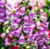 Purple Foxglove Plant 2-4 Inch Tall, 3 Inch Pot
