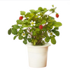 Set 2 Wild Strawberry Plants 4-6 Inch Tall, 3 Inch Pot
