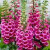 Pink Foxglove Plant 2-4 Inch Tall, 3 Inch Pot