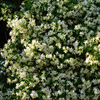 Confederate Star Jasmine Plant Fragrant White Jasmine 4-6 Inch Tall