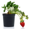 Set 2 Ever Strawberry Plants 4-6 Inch Tall, 3 Inch Pot