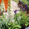 White Foxglove Plant 2-4 Inch Tall, 3 Inch Pot