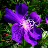 Purple Tibouchina Plant 4-7 Inch Tall, 4 Inch Pot