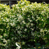 Confederate Star Jasmine Plant Fragrant White Jasmine 4-6 Inch Tall