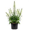 White Foxglove Plant 2-4 Inch Tall, 3 Inch Pot