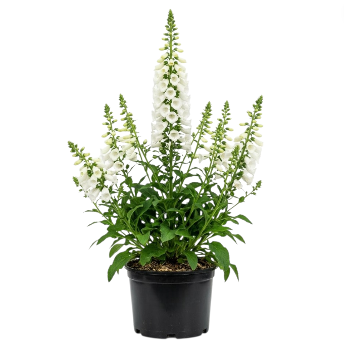 White Foxglove Plant 2-4 Inch Tall, 3 Inch Pot