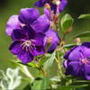 Purple Tibouchina Plant 4-7 Inch Tall, 4 Inch Pot