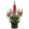 Pink Foxglove Plant 2-4 Inch Tall, 3 Inch Pot