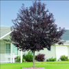 Red Chokecherry Plant 4-8 Inch Tall, 5 Inch Pot