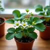 Set 2 Ever Strawberry Plants 4-6 Inch Tall, 3 Inch Pot