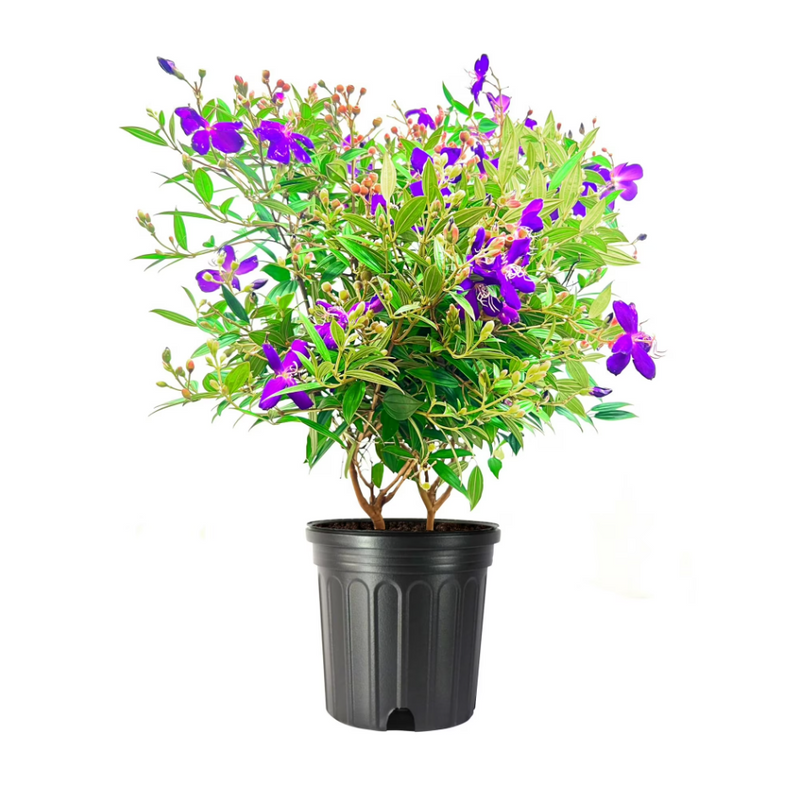 Purple Tibouchina Plant 4-7 Inch Tall, 4 Inch Pot