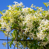 Confederate Star Jasmine Plant Fragrant White Jasmine 4-6 Inch Tall