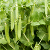 Snap Pea Plant Live for Planting, Sugar Snap Pea Plants for Garden 3 to 5 Inc Tall in 4 Inc Pot