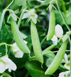 Snap Pea Plant Live for Planting, Sugar Snap Pea Plants for Garden 3 to 5 Inc Tall in 4 Inc Pot