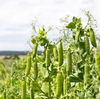 Snap Pea Plant Live for Planting, Sugar Snap Pea Plants for Garden 3 to 5 Inc Tall in 4 Inc Pot