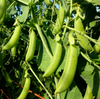 Snap Pea Plant Live for Planting, Sugar Snap Pea Plants for Garden 3 to 5 Inc Tall in 4 Inc Pot