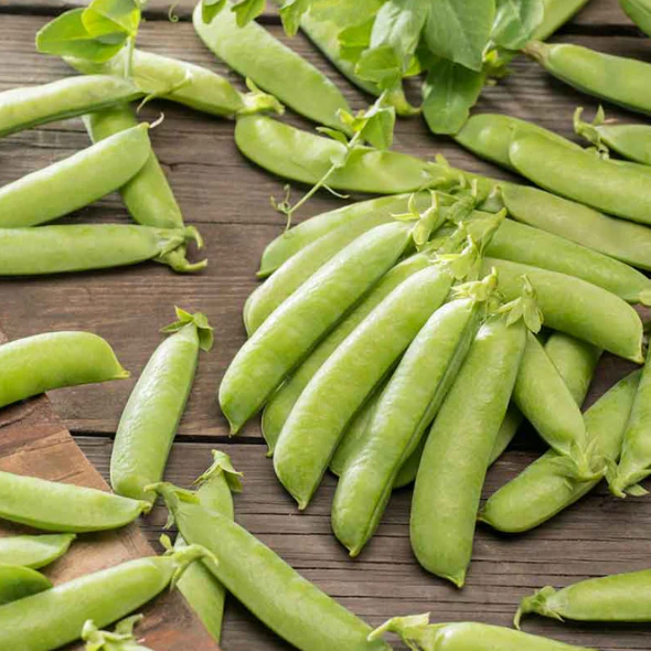 Snap Pea Plant Live for Planting, Sugar Snap Pea Plants for Garden 3 to 5 Inc Tall in 4 Inc Pot