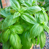 Sweet Basil Live Plant, Sweet Basil Plants 3 to 5 Inc Tall in 4" Pot, Large Leaf Basil Plants