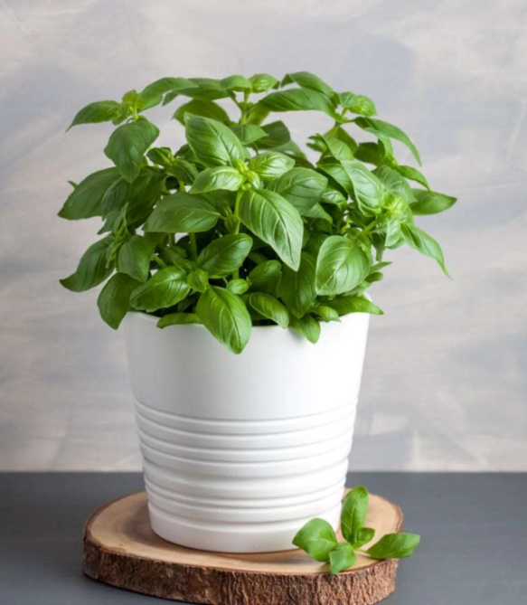 Sweet Basil Live Plant, Sweet Basil Plants 3 to 5 Inc Tall in 4" Pot, Large Leaf Basil Plants