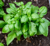 Sweet Basil Live Plant, Sweet Basil Plants 3 to 5 Inc Tall in 4" Pot, Large Leaf Basil Plants