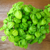 Sweet Basil Live Plant, Sweet Basil Plants 3 to 5 Inc Tall in 4" Pot, Large Leaf Basil Plants