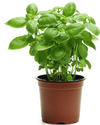Sweet Basil Live Plant, Sweet Basil Plants 3 to 5 Inc Tall in 4" Pot, Large Leaf Basil Plants