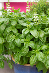 Sweet Basil Live Plant, Sweet Basil Plants 3 to 5 Inc Tall in 4" Pot, Large Leaf Basil Plants