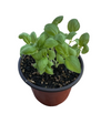 Sweet Basil Live Plant, Sweet Basil Plants 3 to 5 Inc Tall in 4" Pot, Large Leaf Basil Plants