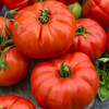 Tomato Beefsteak Live Plant, Tomato Plants Ready to Plant 3 to 5 Inc Tall for Garden in 4" Pot