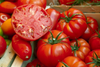 Tomato Beefsteak Live Plant, Tomato Plants Ready to Plant 3 to 5 Inc Tall for Garden in 4" Pot